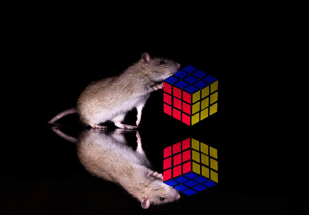 To Change People’s Negative Perceptions Of Rats, I Started Photographing Them In A Nice Way (19 Pics)